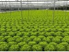 Syngenta Kanaryole Marul Tohumu 5000 Adet Pellet